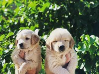 Golden Retriever Bebek Yüz Yavrularımız