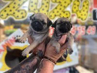 Pug yavrularımız