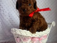 Teacup kore poodle yavruları