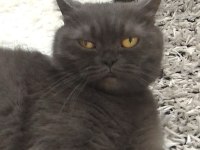 3 Yasındaki British Shorthair Kedimiz Sahiplendirilecektir