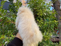 Bichon frise dişi yavrumuz