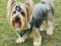 Tuvalet eğitimli full aşılı köpeğimiz