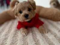 MALTİPOO  YAVRULARIMIZ