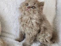 KOCAELİ DARICA MİNİK PATİ KEDİLER