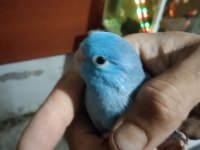 Yavru Forpus Papağanımız