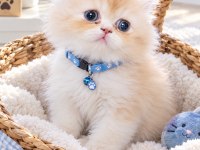 Erkek iran persian kedimiz