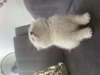 Orijinal anne babadan Scottish fold yavrular