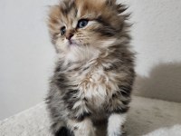 British Longhair Golden Tabby