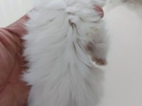 Chinchilla kedileri