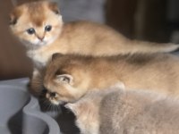 Üst Düzey Scottish Fold Yavrular
