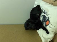 Yavru Safkan Erkek Labrador
