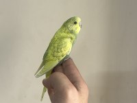 BEBEK MUHABBET KUŞU YENİ YEME DÜŞMÜŞTÜR