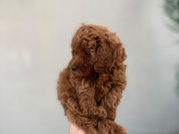 Toy poodle yavrular dişi erkek