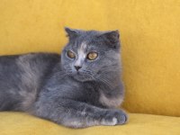 Ankarada scottish fold