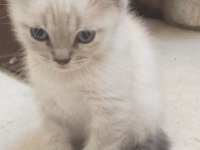 Blue Point Yavrular Scottish Fold