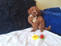 Red Toy Poodle Erkek