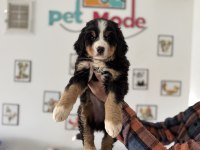 Petmode Köpek Çiftliğinden Bernese Yavrumuz