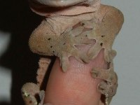 crested gecko