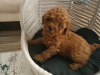 Toy Poodle Wc Eğitimli Ve Karneli