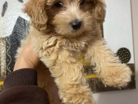 0 numara mini boy mükemmel ırk maltipoo yavru
