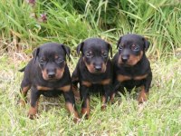 Doberman yavru Sahibinden