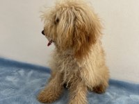 Apricot Güzeli Poodle Köpeği