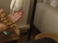 1 yaşında eğitimli konuşan erkek sultan lutino özel
