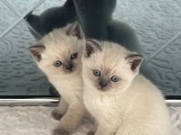 British shorthair blue point 58 günlük