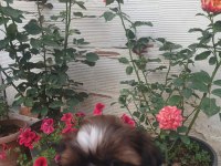 Safkan shih tzu bebekler