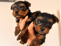 45 günlük terrier yorkshire yavru (baba ve annesi bizde)
