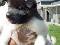 Amerikan Akita Inu Yavruları