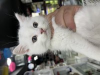 2 AYLIK BEYAZ YAVRU KEDİLER