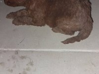 Dişi erkek poodle yavrular