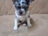 Güzel Gözlü Yakışıklı French Bulldog