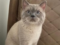 Erkek british shorthair kedime eş arıyorum