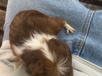 Guinea Pig Yavrudur Alışkındır