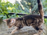 Charcol Bengal Kedisi Dişi