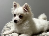 Pomeranian uygun 2.5 aylık
