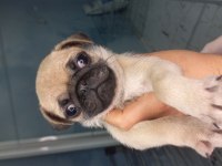 Pug yavruları
