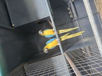 Dna belgeli yasal izin belgeli faturalı macaw papağanlar