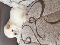 İki aylık chow chow yavrularımız teslime hazır