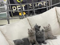 KEDİCİDEN RENK RENK BRITISH SHORTHAIR YAVRULARI ANKARA