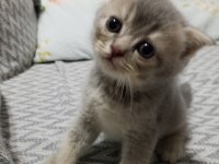 British shorthair scottish fold kedisi