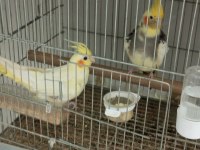 Pied erkek lutino dişi sultan papağanı
