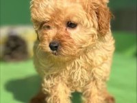 Toy Poodle Dişi yavrumuz Uygun'a verilicek