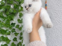 SAFKAN A KALİTE MAVİŞ GÖZLÜ DÜNYA GÜZELİ KEDİM