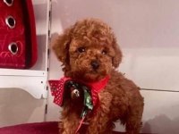 Ev Doğumlu Sağlık Garantili Orjinal Poodle Kuzular