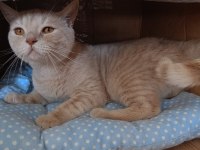 British shorthair 1,5 yaşında kedimiz