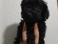 Toy Poodle Yavrular Siyah