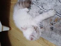 SAFKAN BRITISH LONGHAIR AY1133
